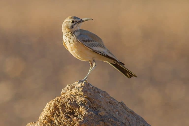 15 Days Birding Tour in Morocco