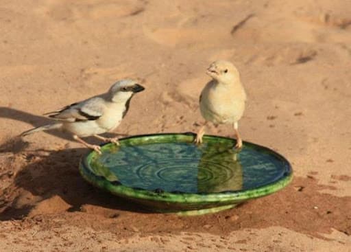 2-Day Merzouga Birding Tour in Morocco
