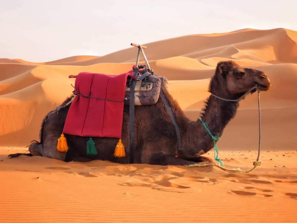 Camel resting in the Erg Chebbi dunes at the end of the Marrakech to Merzouga road